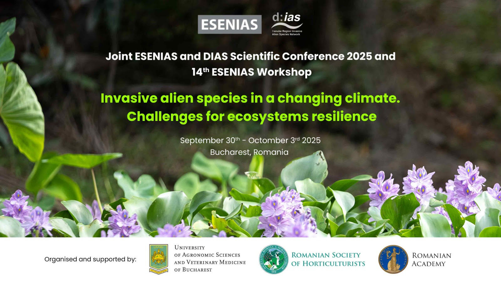 Esenias foto