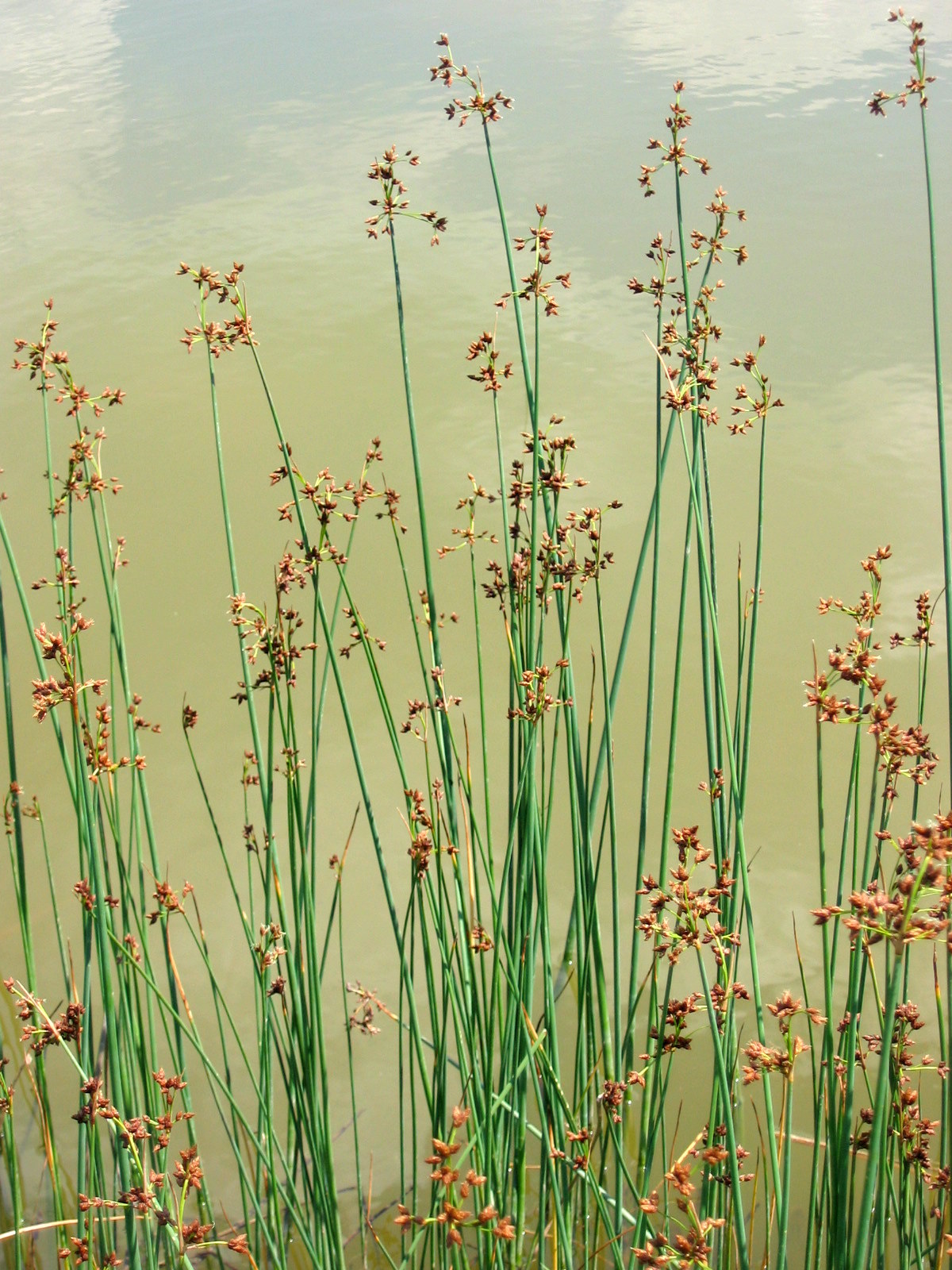 wetland_vegetation__vitasovi_honorary_prize_casee_photo_contest_2011